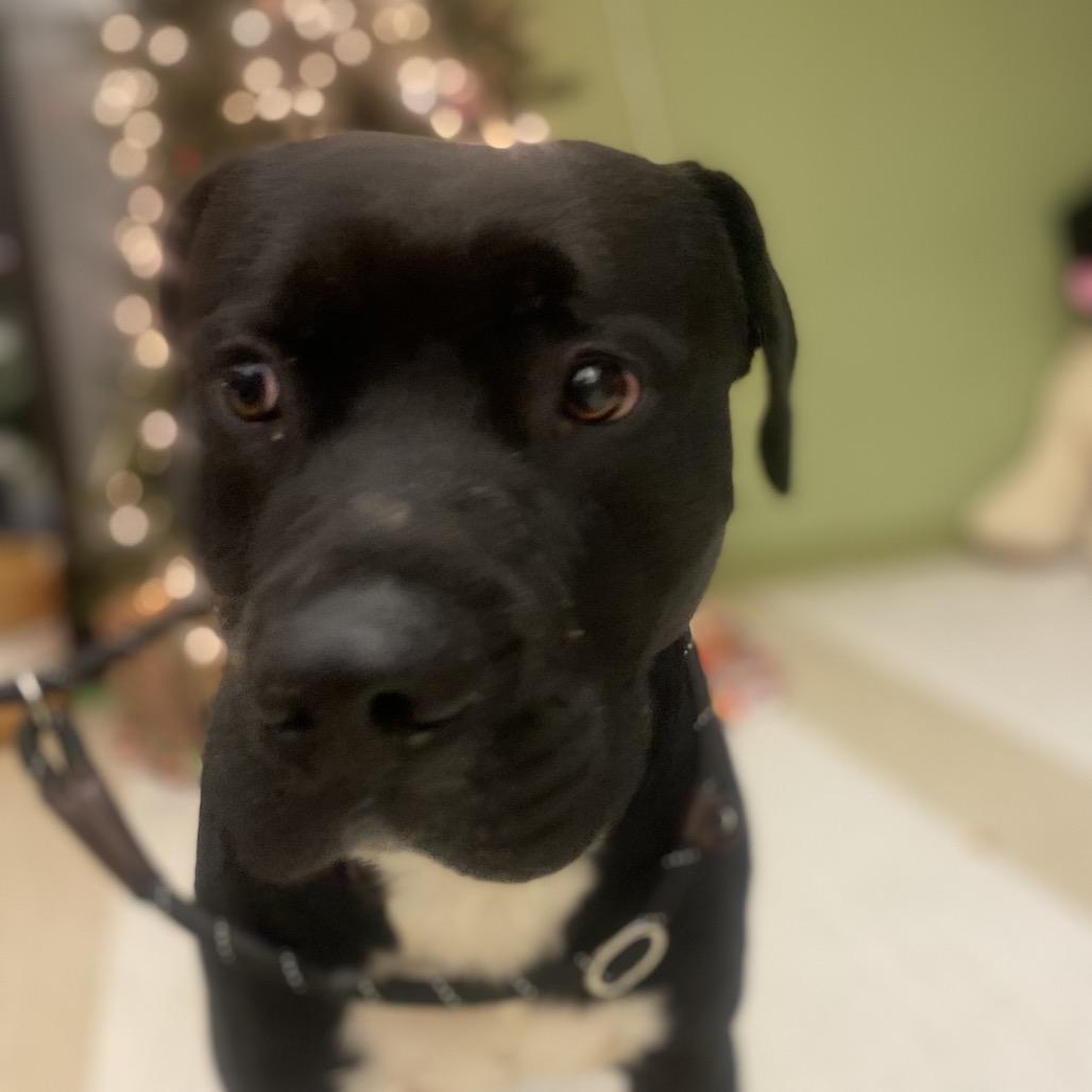 Frosty the snowdog, a Adoptable Mixed Breed in Red House, WV image 3/3