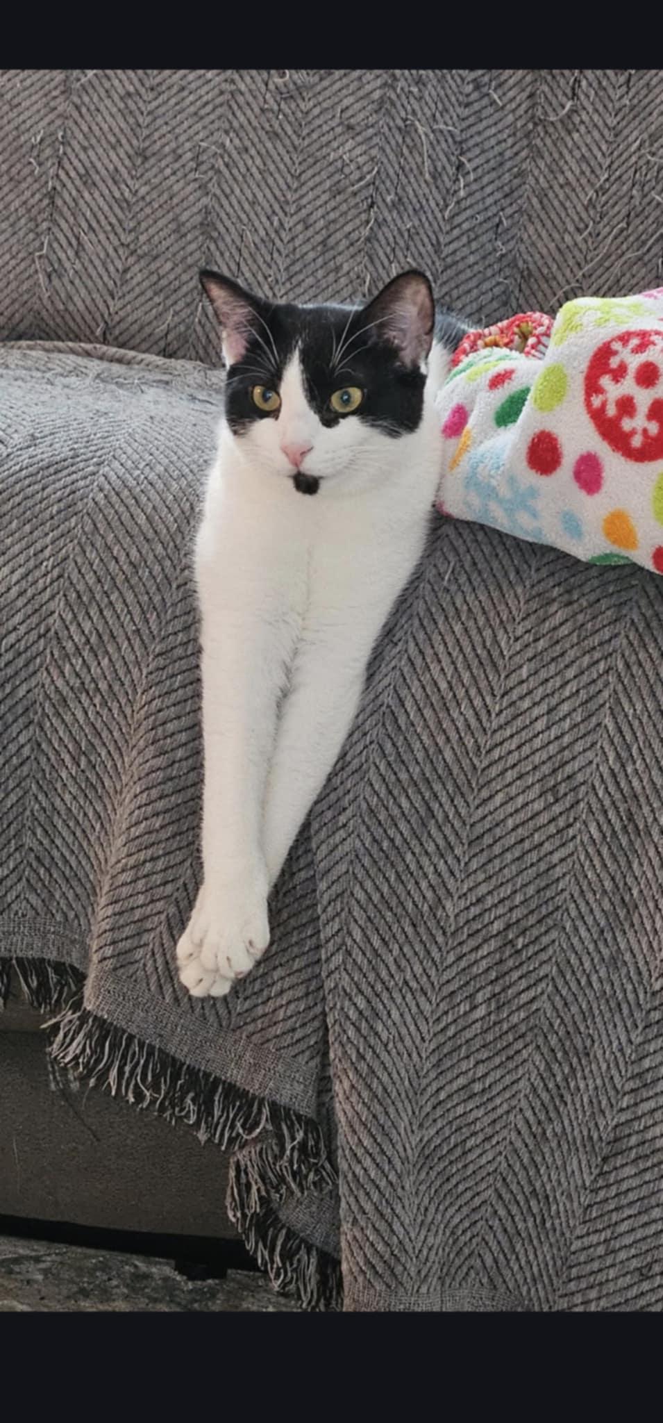 Ella, adopted, Kitten Female Domestic Short Hair.