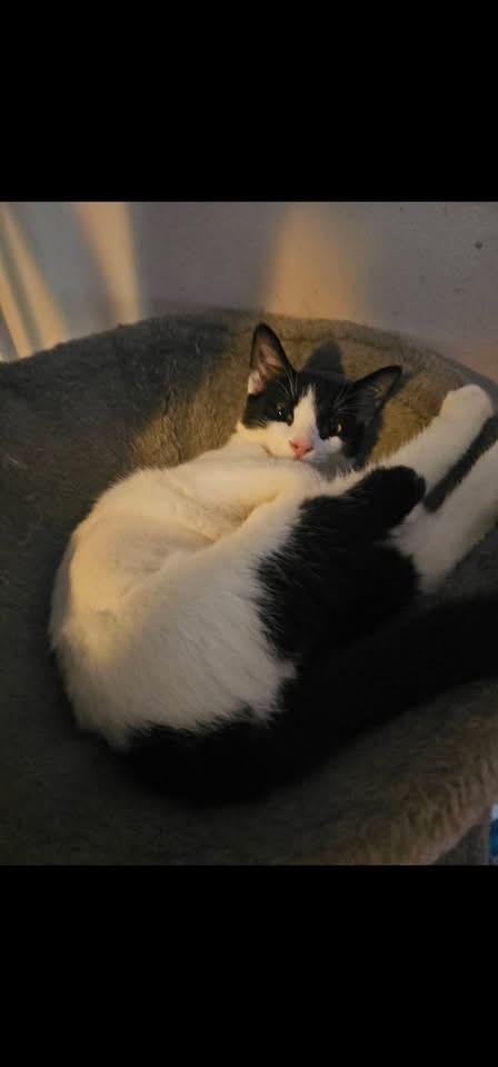 Enlarge Ella, an adopted Domestic Short Hair in Acushnet, MA image 2/5