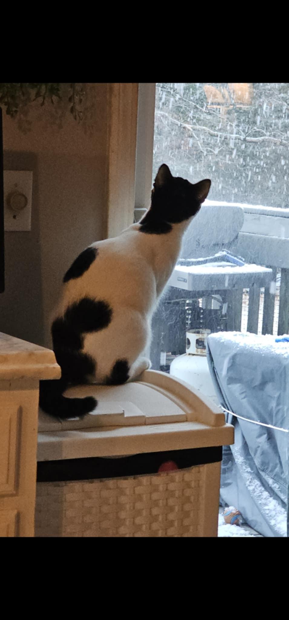 Enlarge Ella, an adopted Domestic Short Hair in Acushnet, MA image 5/5