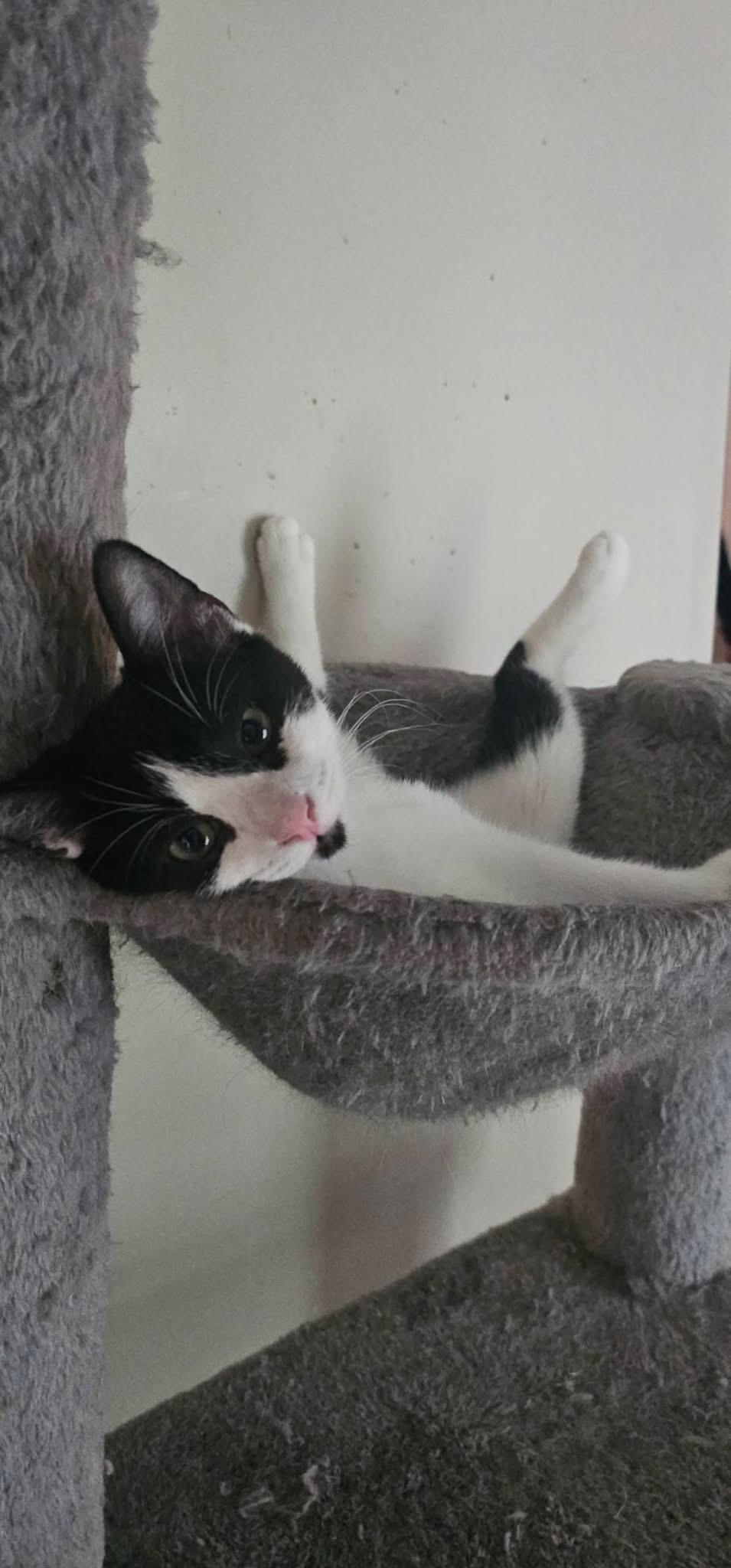 Enlarge Ella, an adopted Domestic Short Hair in Acushnet, MA image 4/5