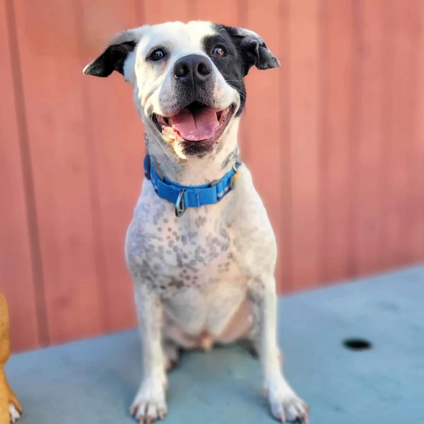 George, a Adoptable mixed breed in San Francisco, CA image 1/3