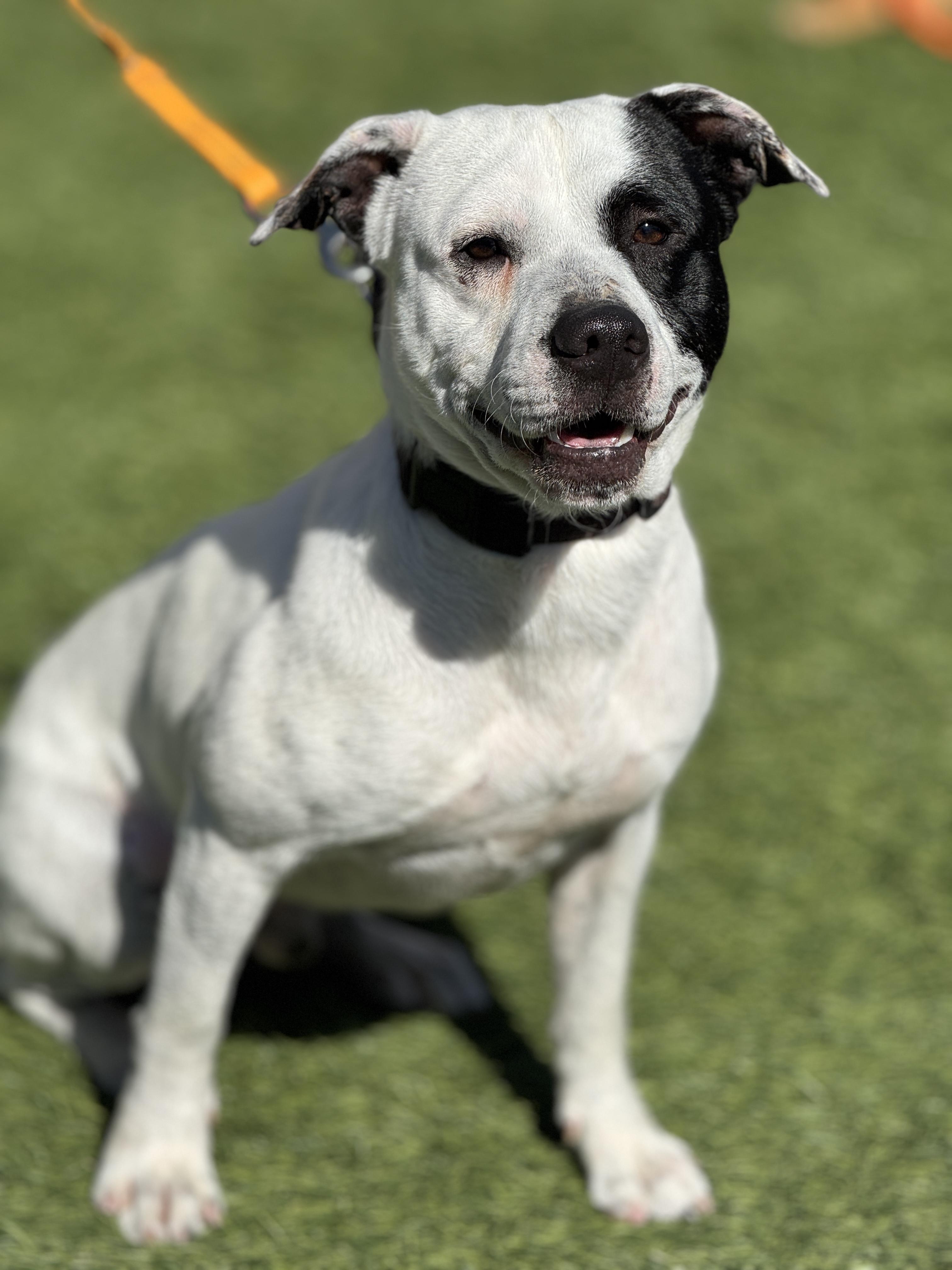 George, a Adoptable mixed breed in San Francisco, CA image 2/3