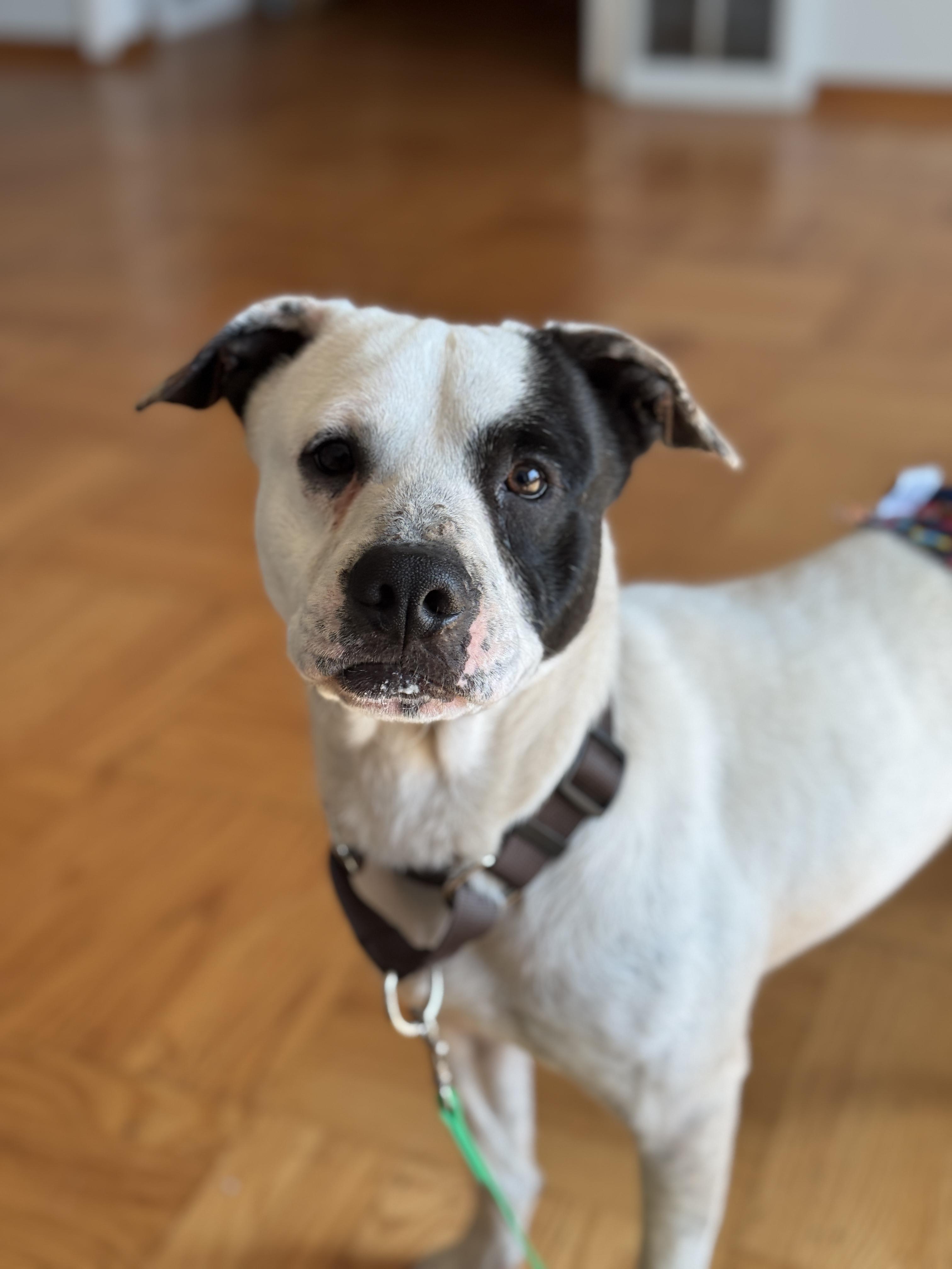 George, a Adoptable mixed breed in San Francisco, CA image 3/3