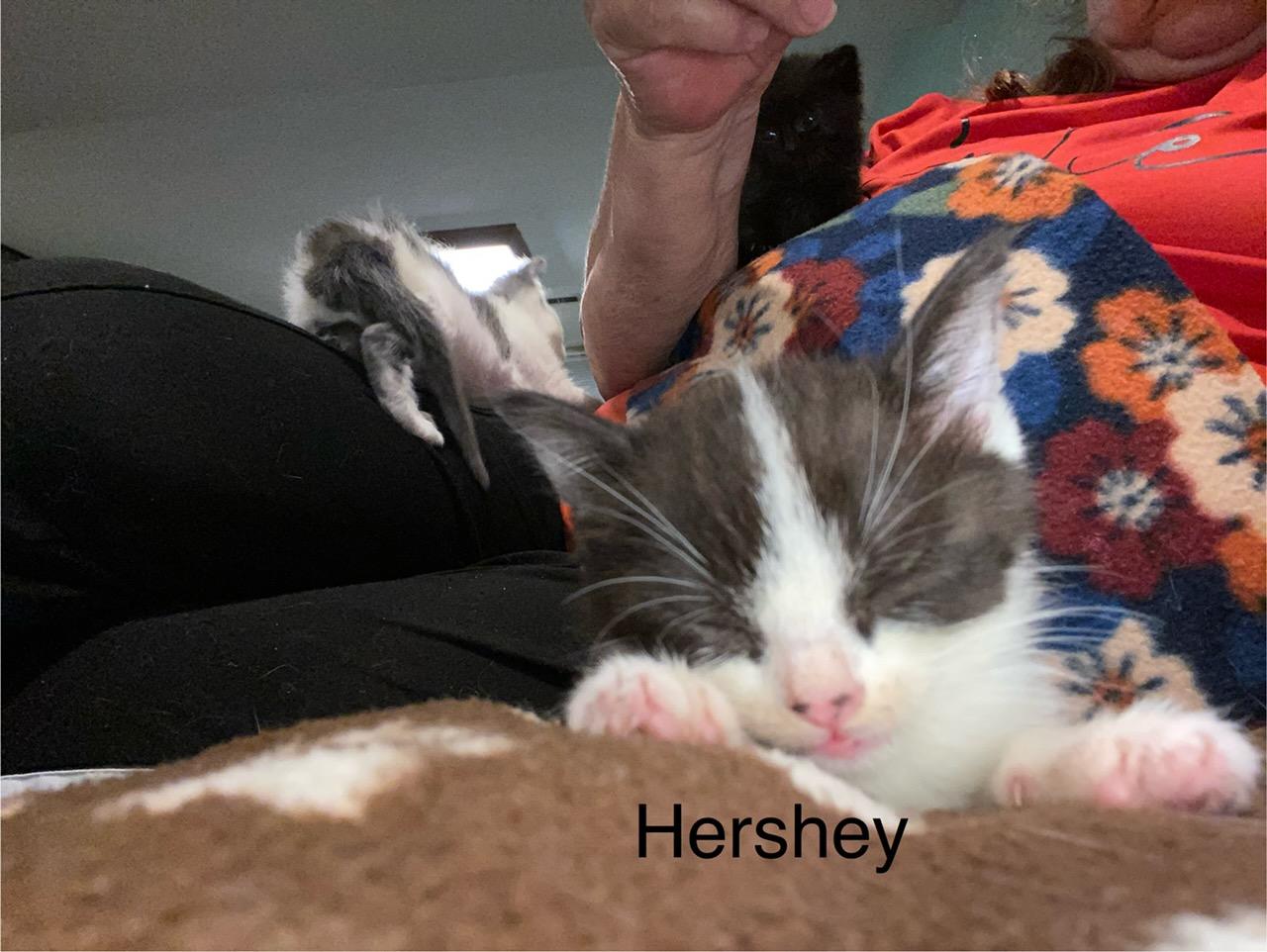 Hershey