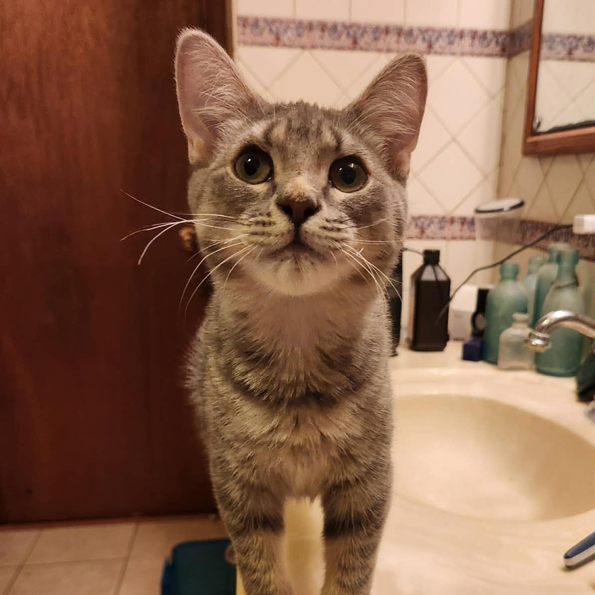 Enlarge Hobnob, a Adoptable Domestic Short Hair in Delavan, WI image 2/2