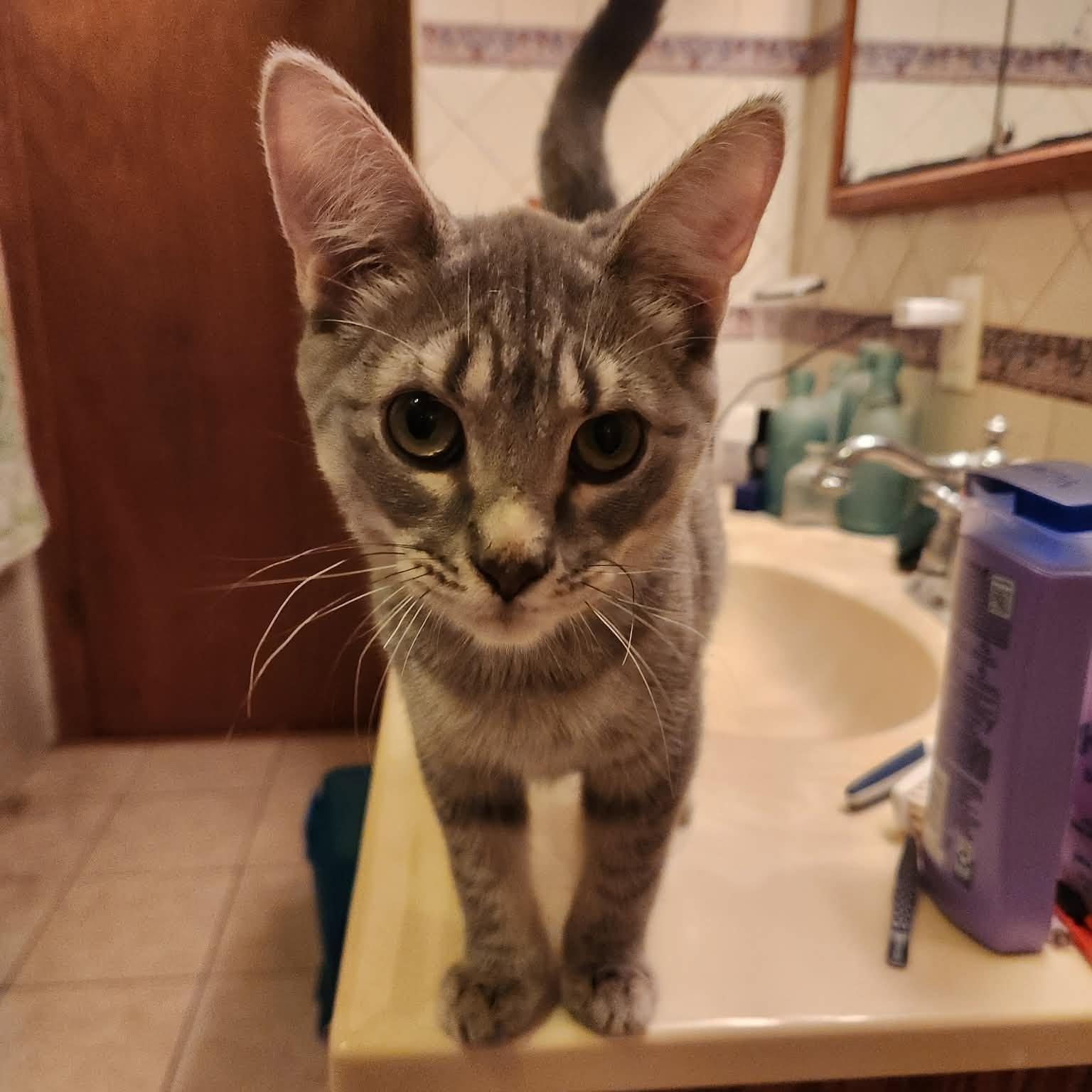 Hobnob, Adoptable, Young Male Domestic Short Hair.