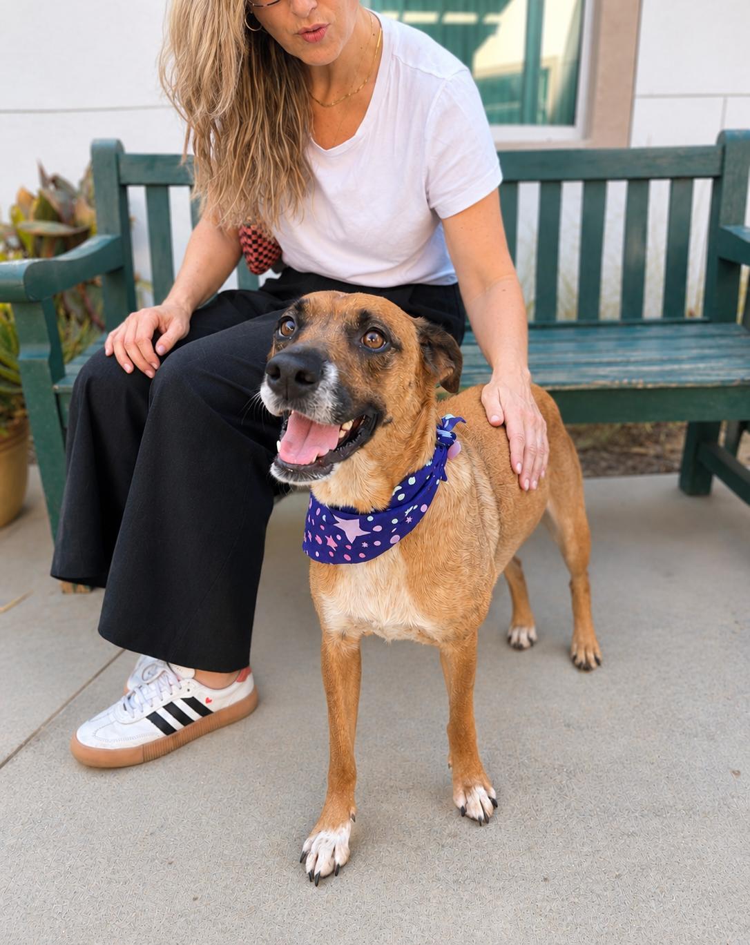 Enlarge Birdie, a Adopted mixed breed in Menifee, CA image 4/6