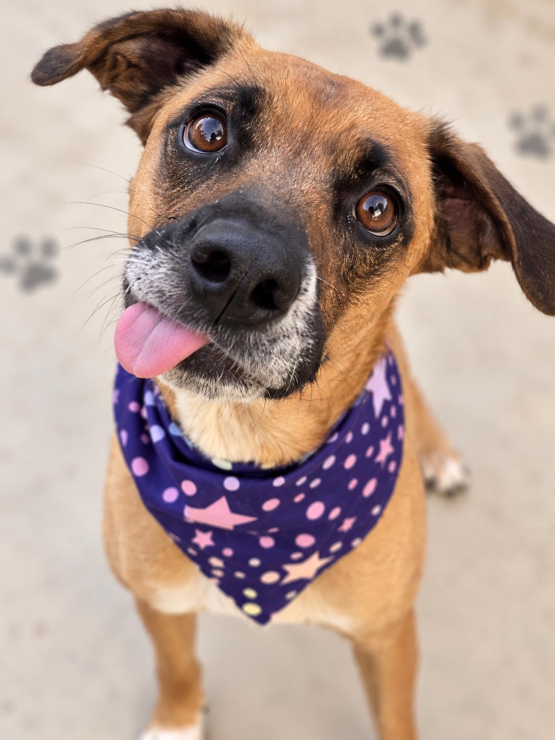Enlarge Birdie, a Adopted mixed breed in Menifee, CA image 1/6