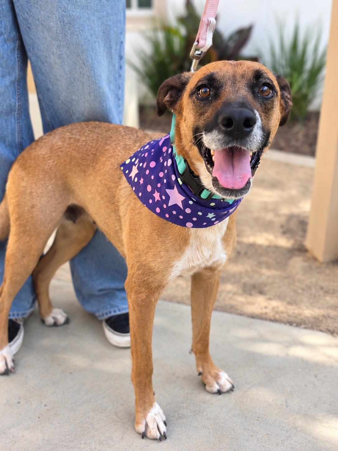 Enlarge Birdie, a Adopted mixed breed in Menifee, CA image 3/6