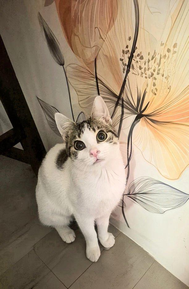 Enlarge Olive, a ADOPTABLE Domestic Short Hair in Winnipeg, MB image 2/6