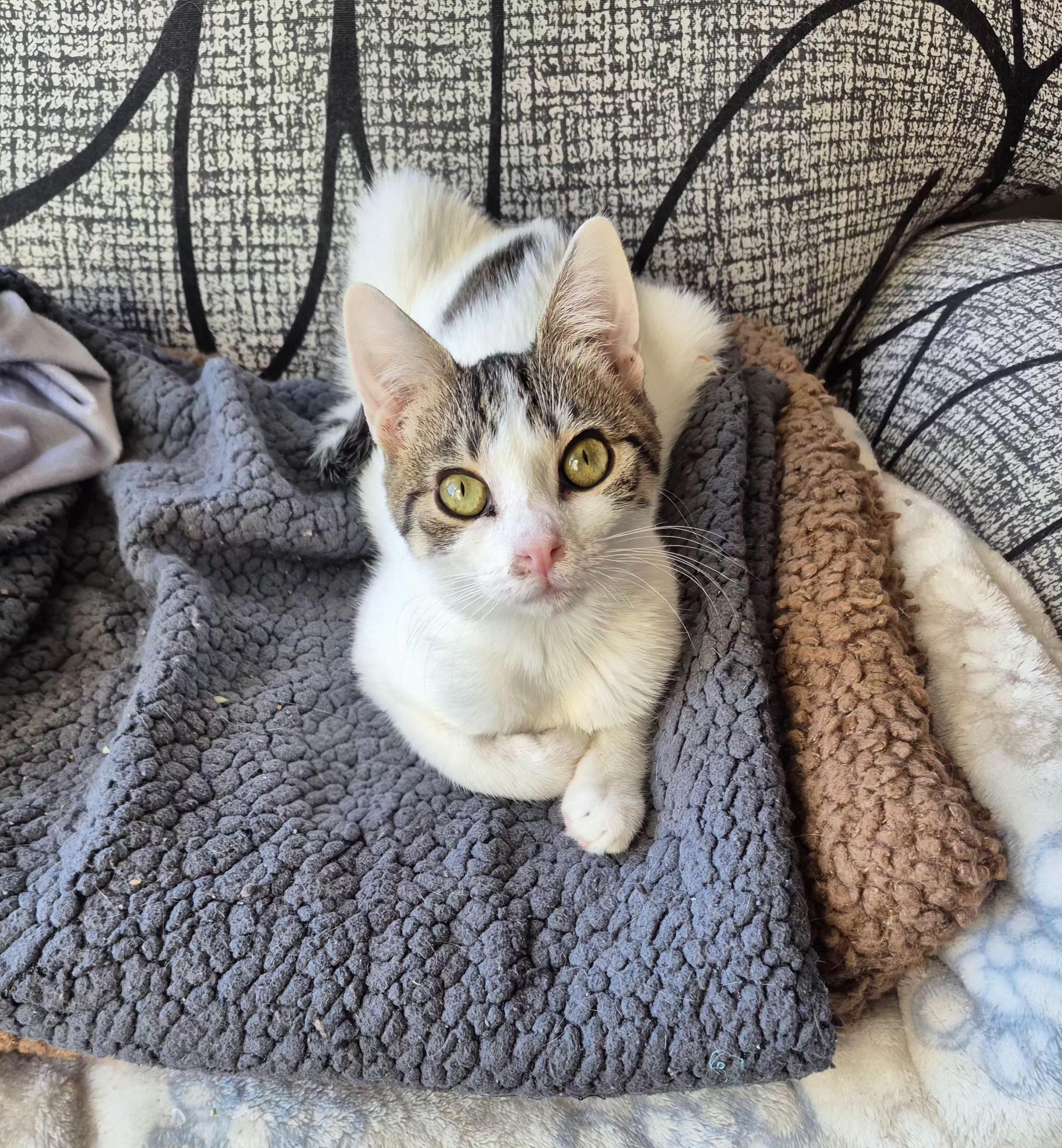 Enlarge Olive, a ADOPTABLE Domestic Short Hair in Winnipeg, MB image 1/6