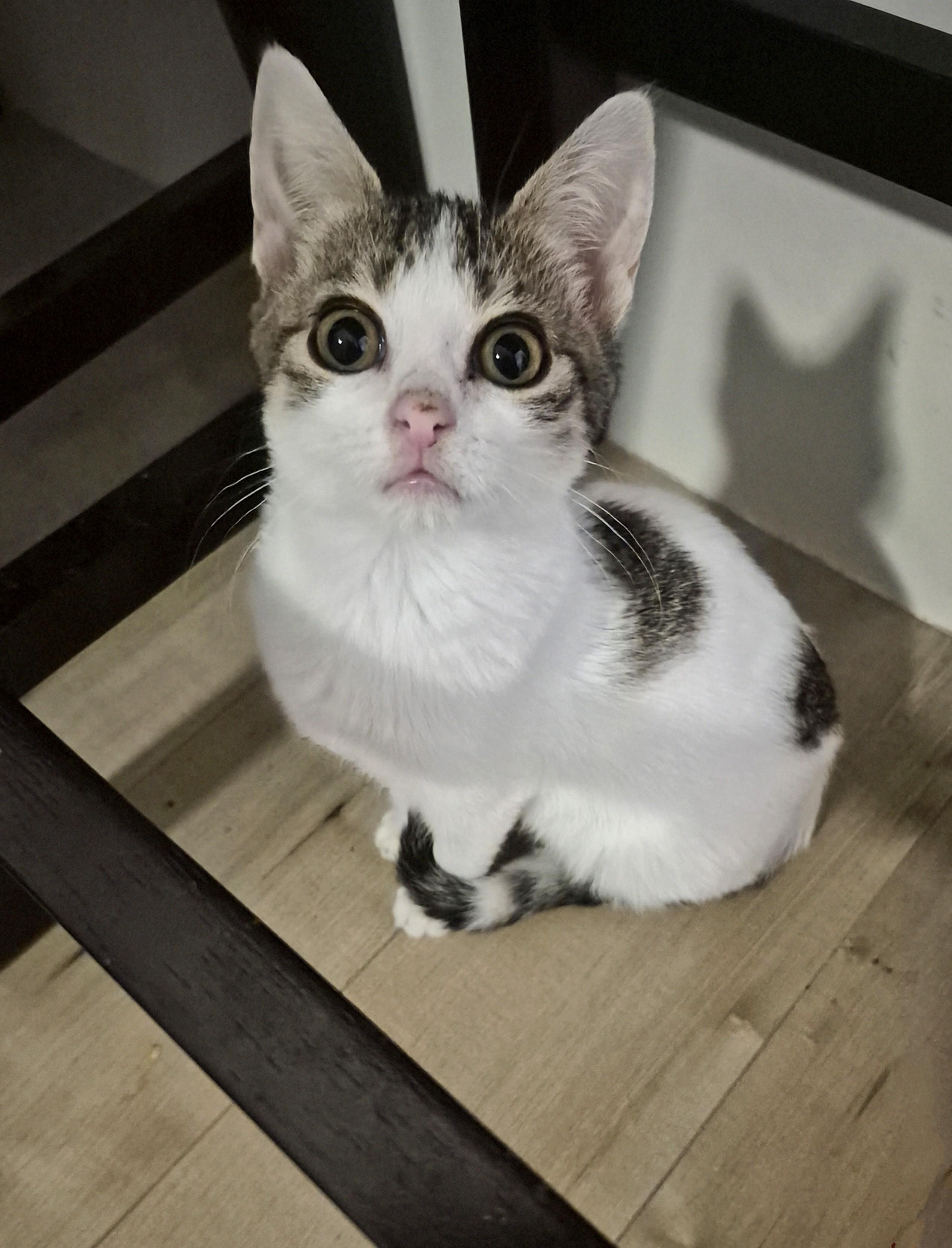 Enlarge Olive, a ADOPTABLE Domestic Short Hair in Winnipeg, MB image 4/6