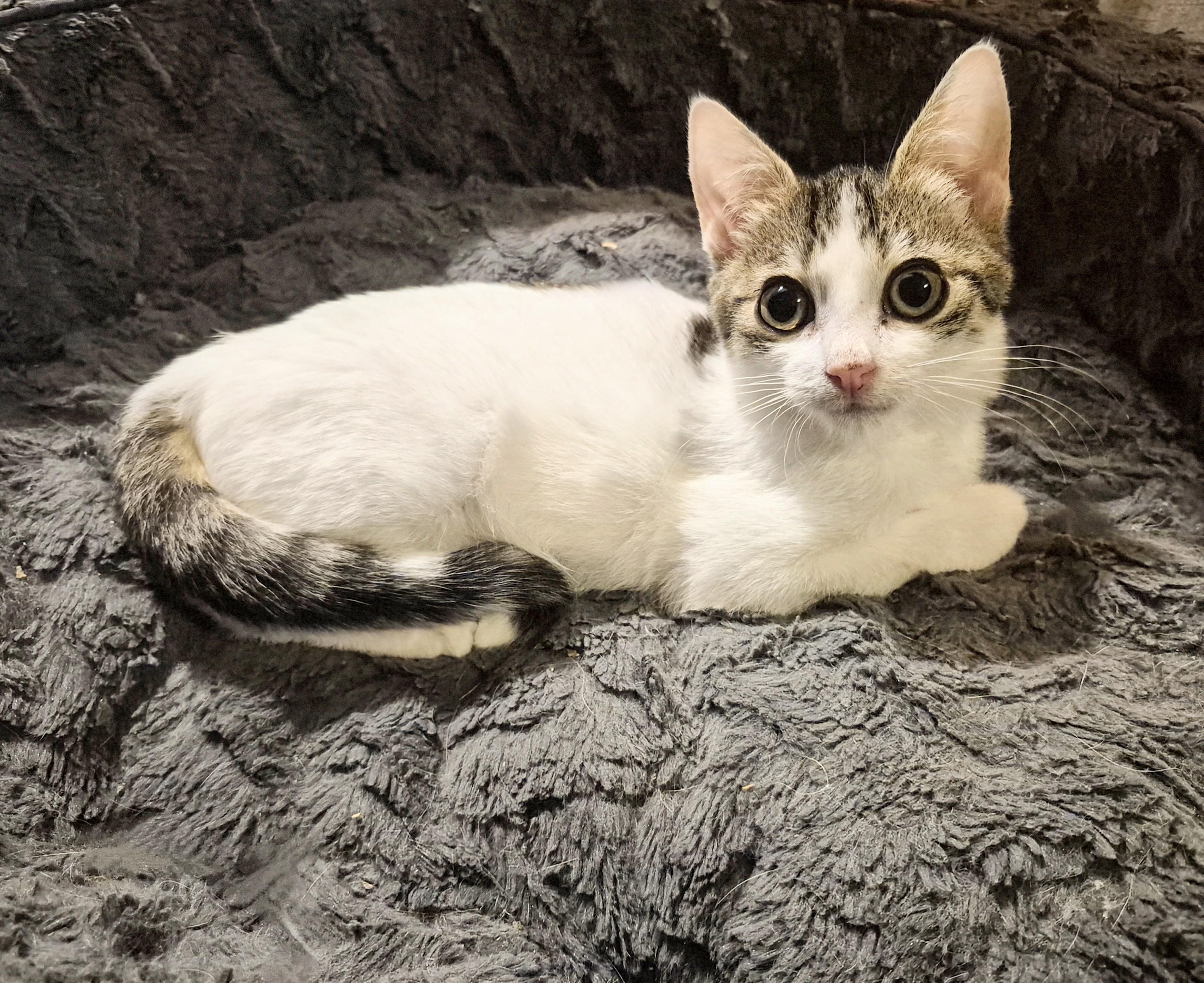 Enlarge Olive, a ADOPTABLE Domestic Short Hair in Winnipeg, MB image 6/6