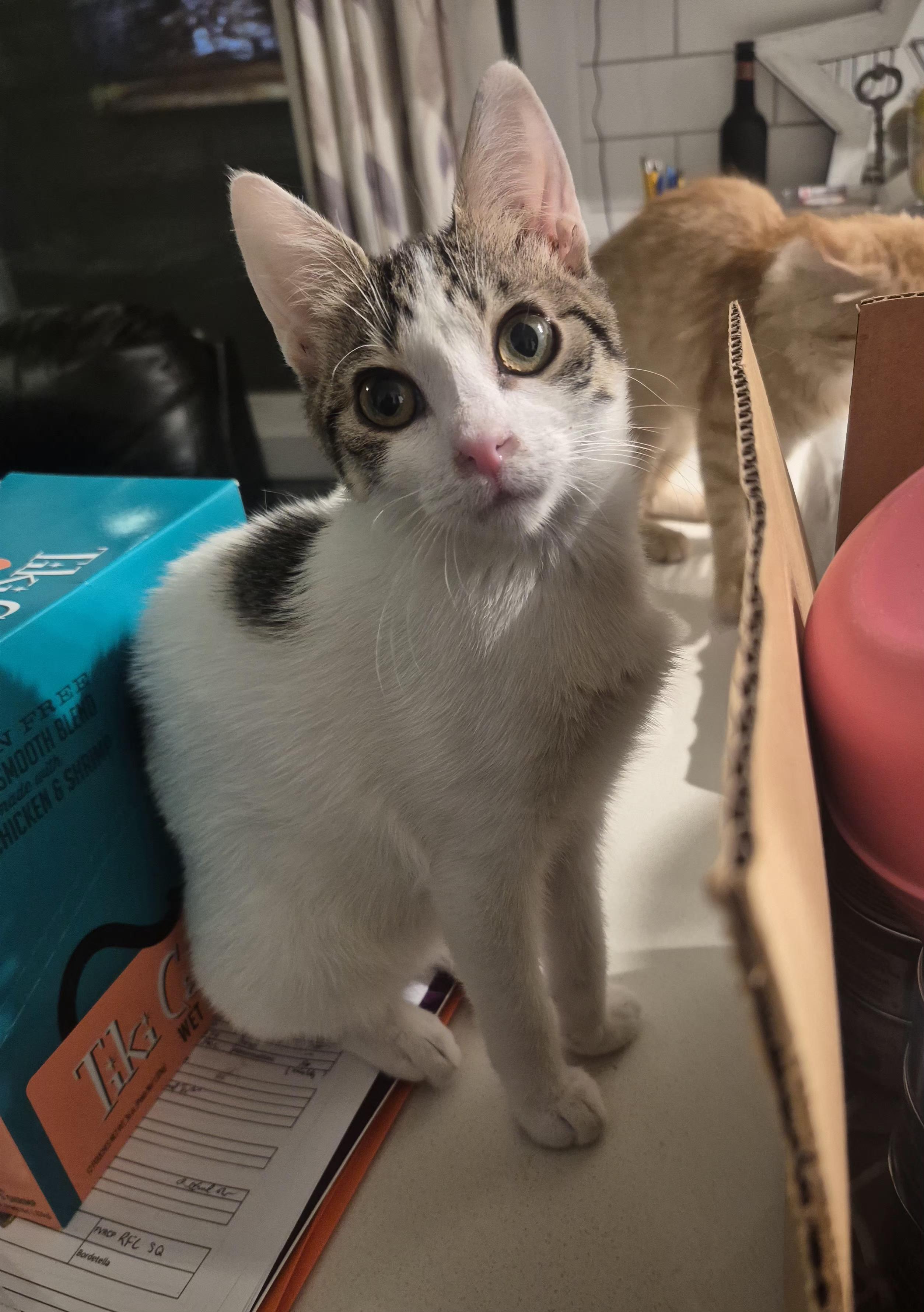 Enlarge Olive, a ADOPTABLE Domestic Short Hair in Winnipeg, MB image 3/6