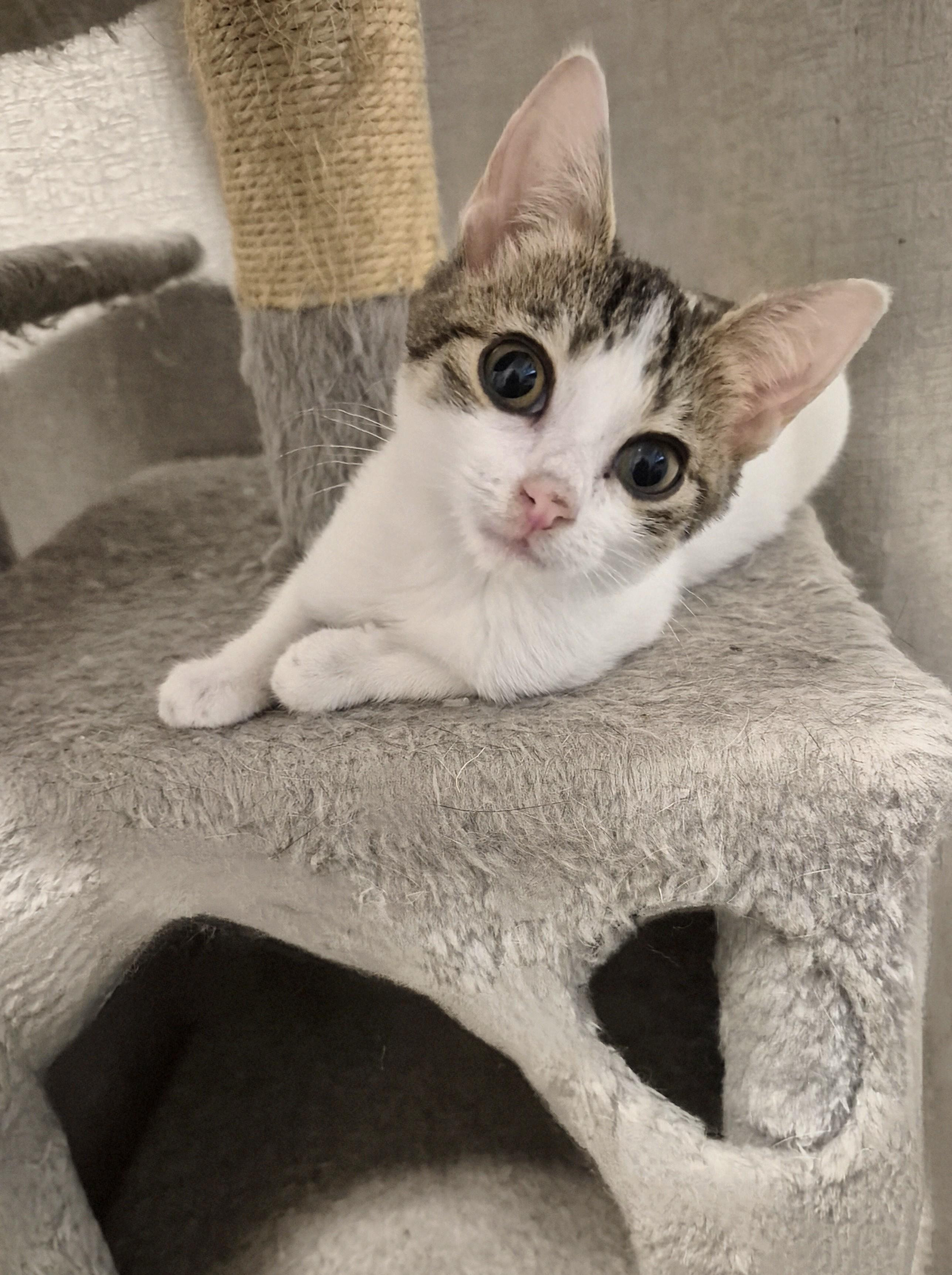 Enlarge Olive, a ADOPTABLE Domestic Short Hair in Winnipeg, MB image 5/6
