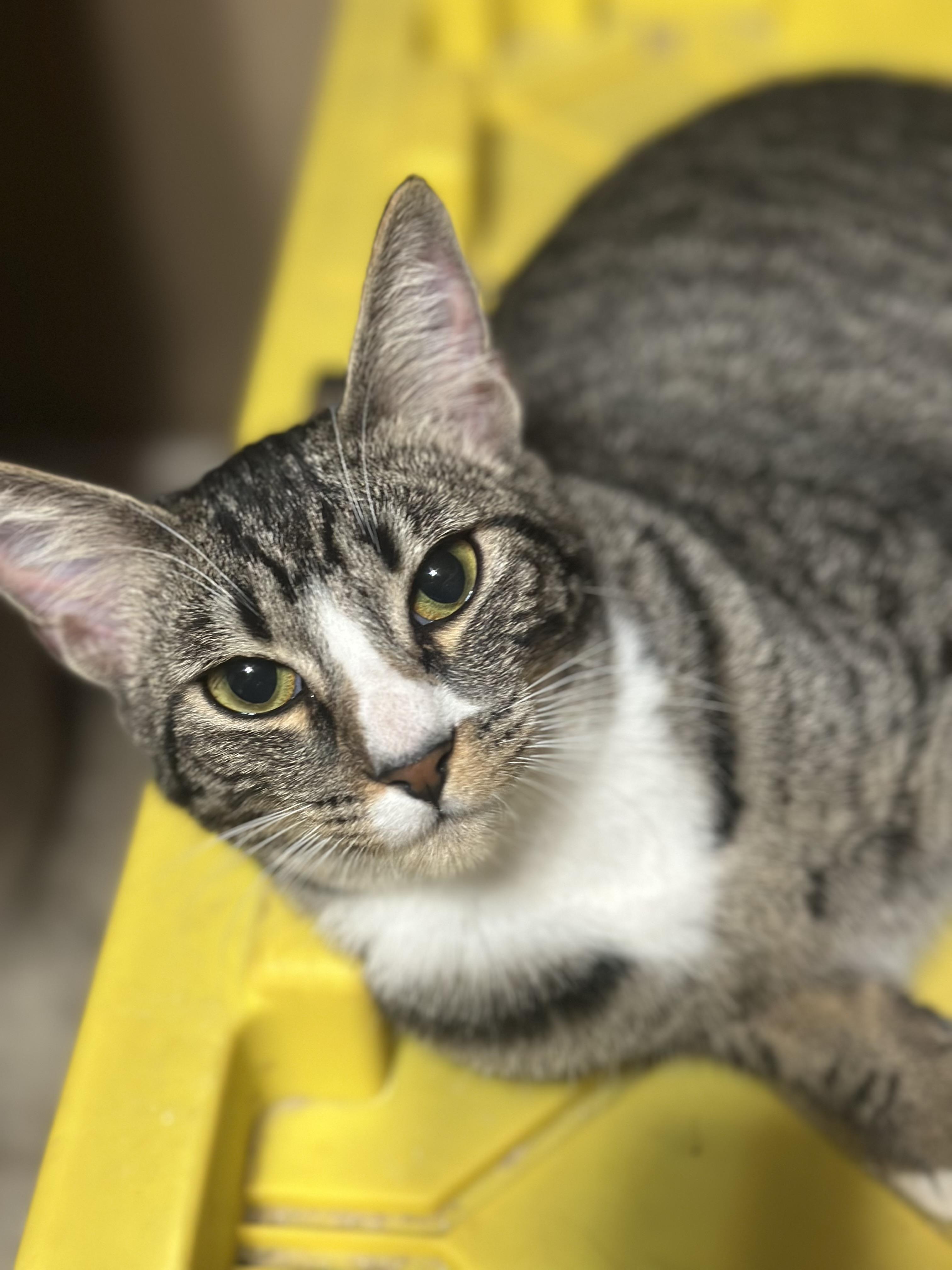 Enlarge Hubble, a Adopted Domestic Short Hair in Rio Linda, CA image 1/6