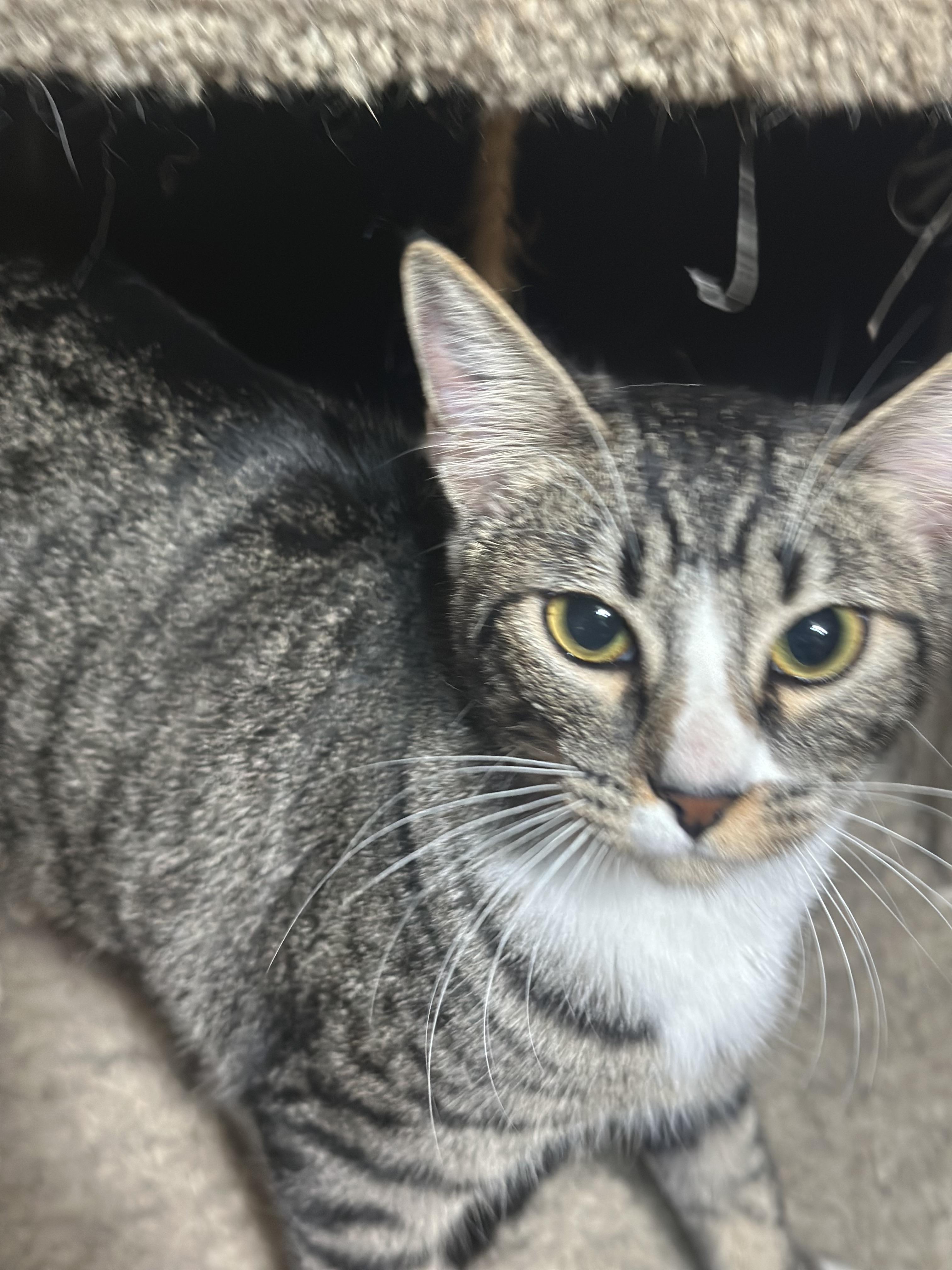 Enlarge Hubble, a Adopted Domestic Short Hair in Rio Linda, CA image 3/6