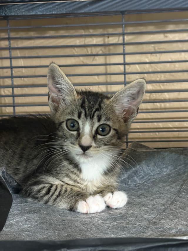 Enlarge Hubble, a Adopted Domestic Short Hair in Rio Linda, CA image 5/6