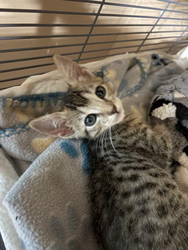 Enlarge Hubble, a Adopted Domestic Short Hair in Rio Linda, CA image 6/6