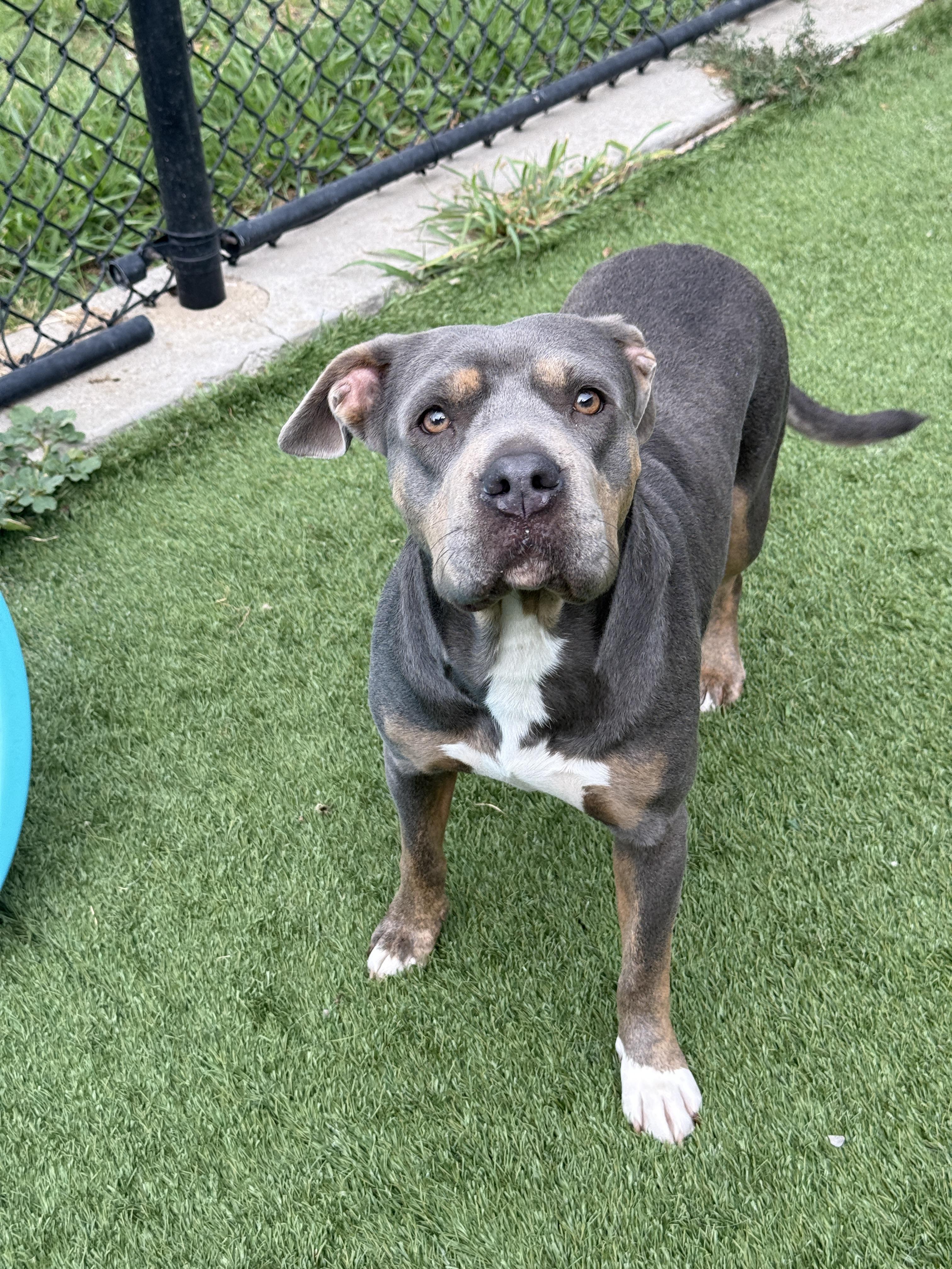 Lilly **Courtesy Post. Out of town pet. See below for details**