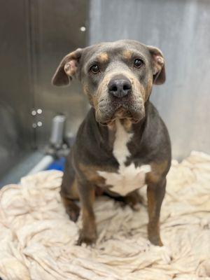 Lilly **Courtesy Post. Out of town pet. See below for details**