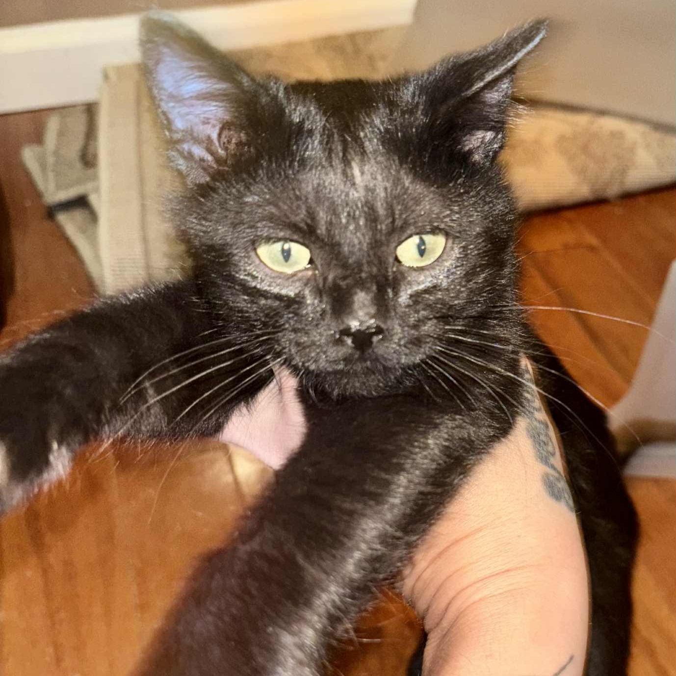 SHADOW, an adoptable American Shorthair in Fletcher, OK, 73541 | Photo Image 2