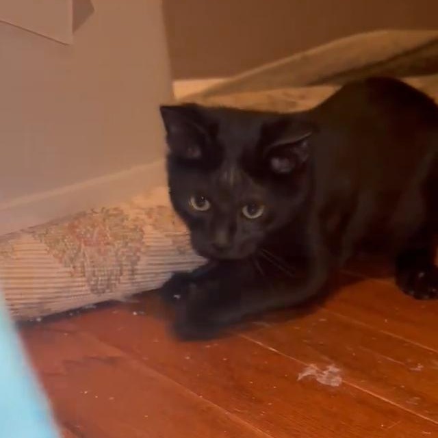 SHADOW, a Adoptable American Shorthair in Fletcher, OK image 6/6