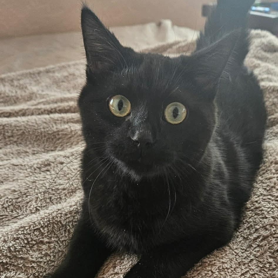 Enlarge SHADOW, a Adoptable Domestic Short Hair in Fletcher, OK image 2/6