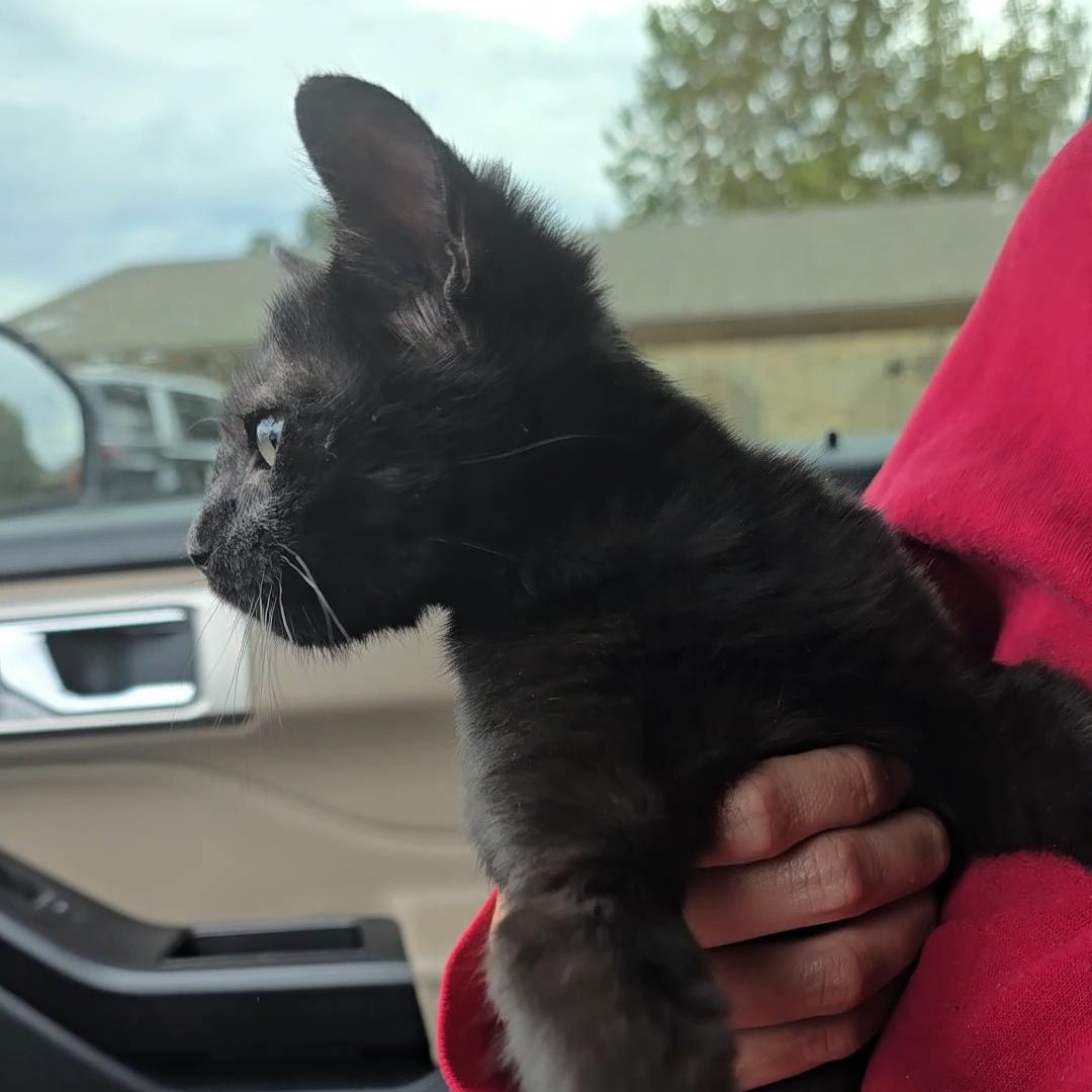 SHADOW, an adoptable American Shorthair in Fletcher, OK, 73541 | Photo Image 3