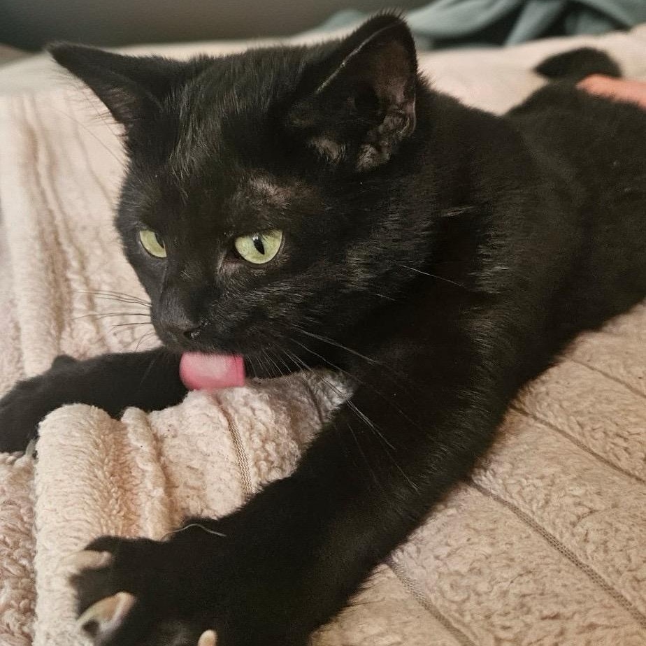 SHADOW, Adoptable, Young Male American Shorthair.