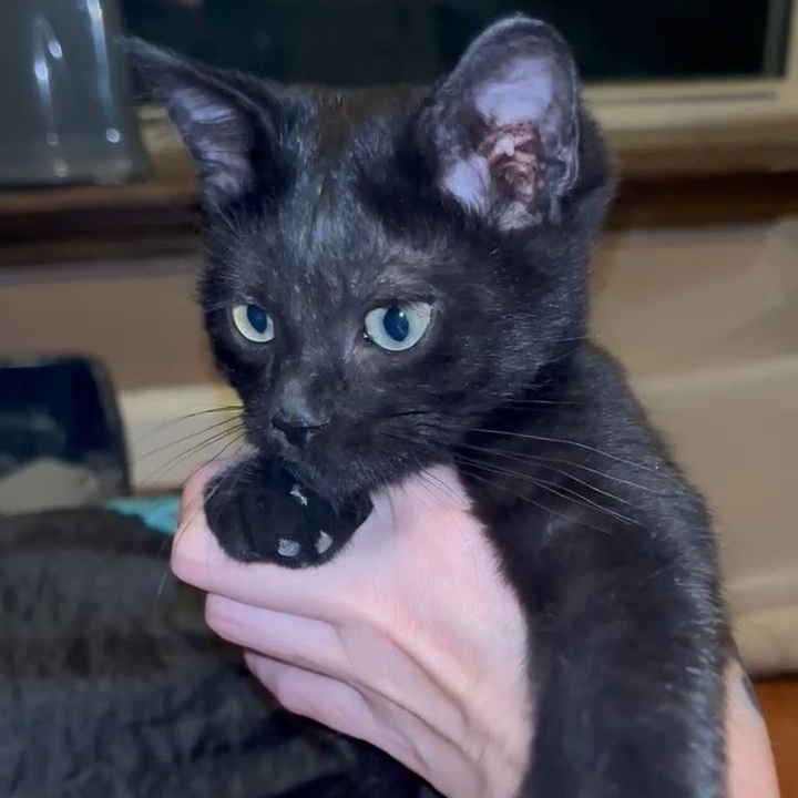 SHADOW, a Adoptable American Shorthair in Fletcher, OK image 4/6