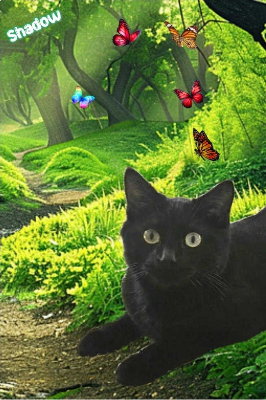 Enlarge SHADOW, an adoptable Domestic Short Hair in Fletcher, OK image 1/6