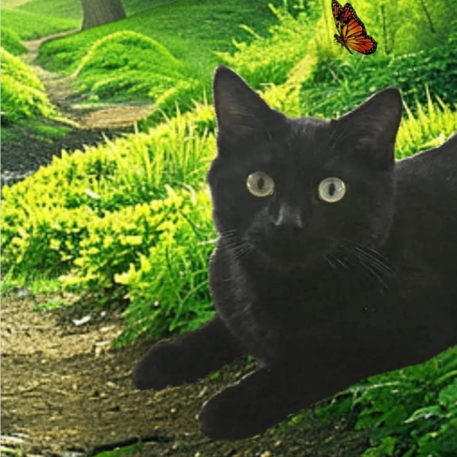SHADOW, an adoptable Domestic Short Hair in Fletcher, OK image 2/5