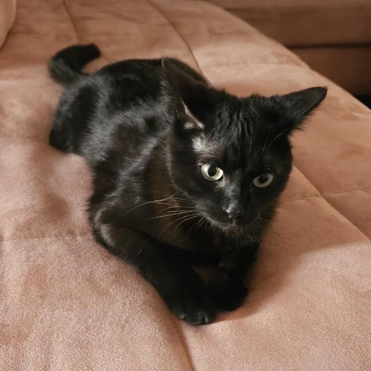 SHADOW, adoptable, Young Male Domestic Short Hair.