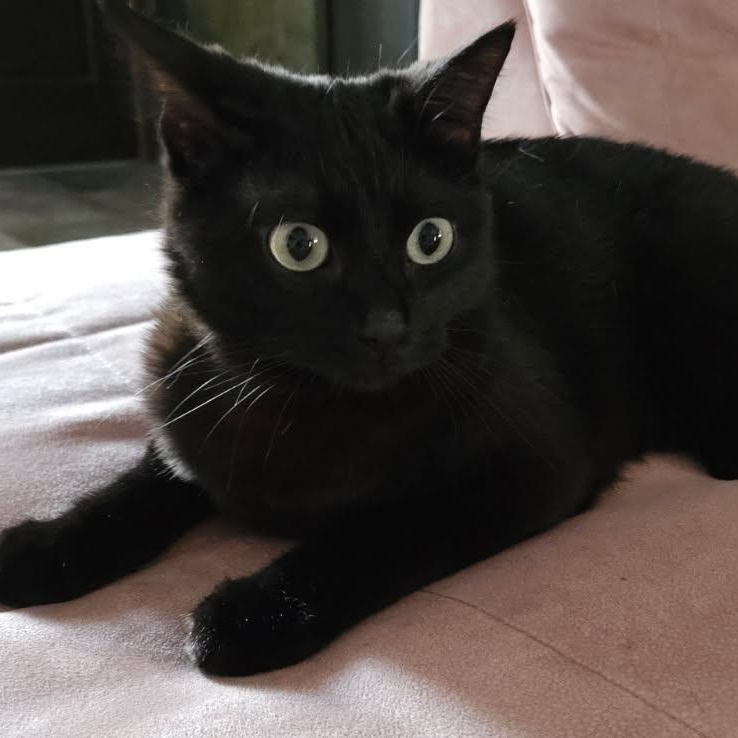 SHADOW, adoptable, Young Male Domestic Short Hair.
