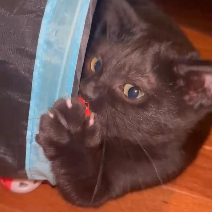 SHADOW, a Adoptable American Shorthair in Fletcher, OK image 5/6