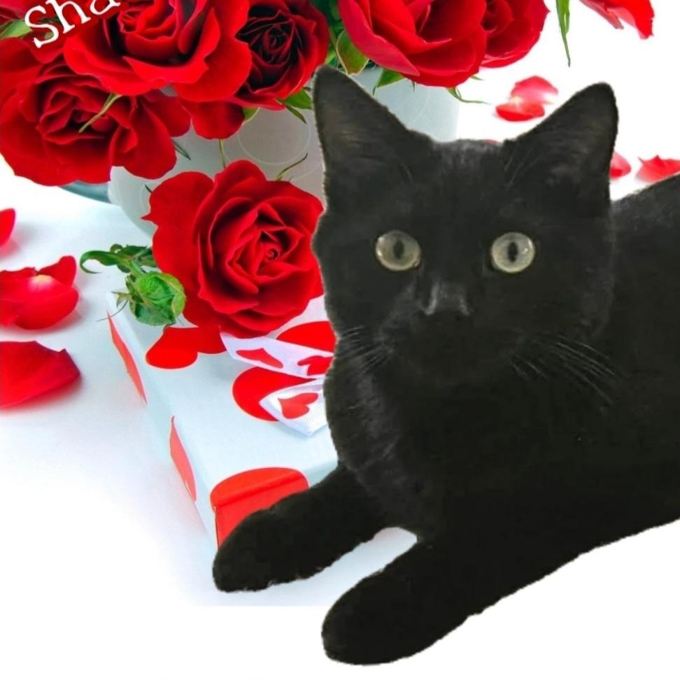 Enlarge SHADOW, a Adoptable Domestic Short Hair in Fletcher, OK image 1/6