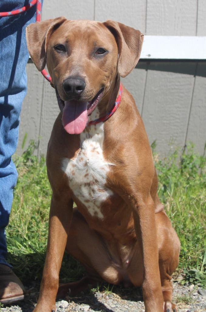 Cairo, Adoptable, Young Female Hound & Rhodesian Ridgeback.