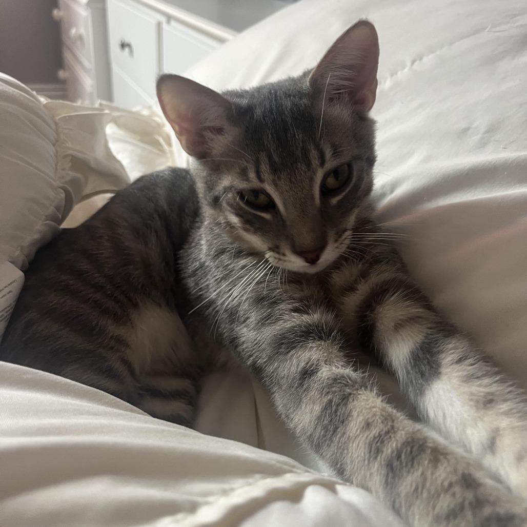 Enlarge Cortland 2026, a Adoptable Domestic Short Hair in Bensalem, PA image 1/1