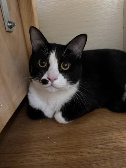 Enlarge George 49706, an adopted Domestic Short Hair in Oklahoma City, OK image 1/1