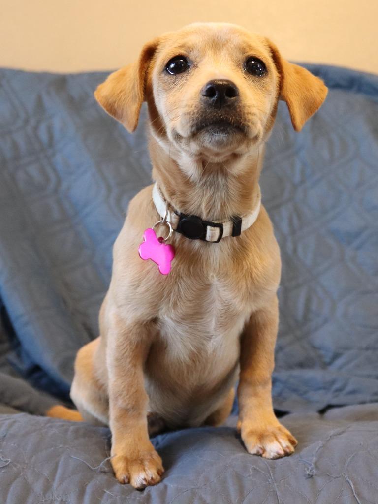 Lacey, Adoptable, Puppy Female Mixed Breed.
