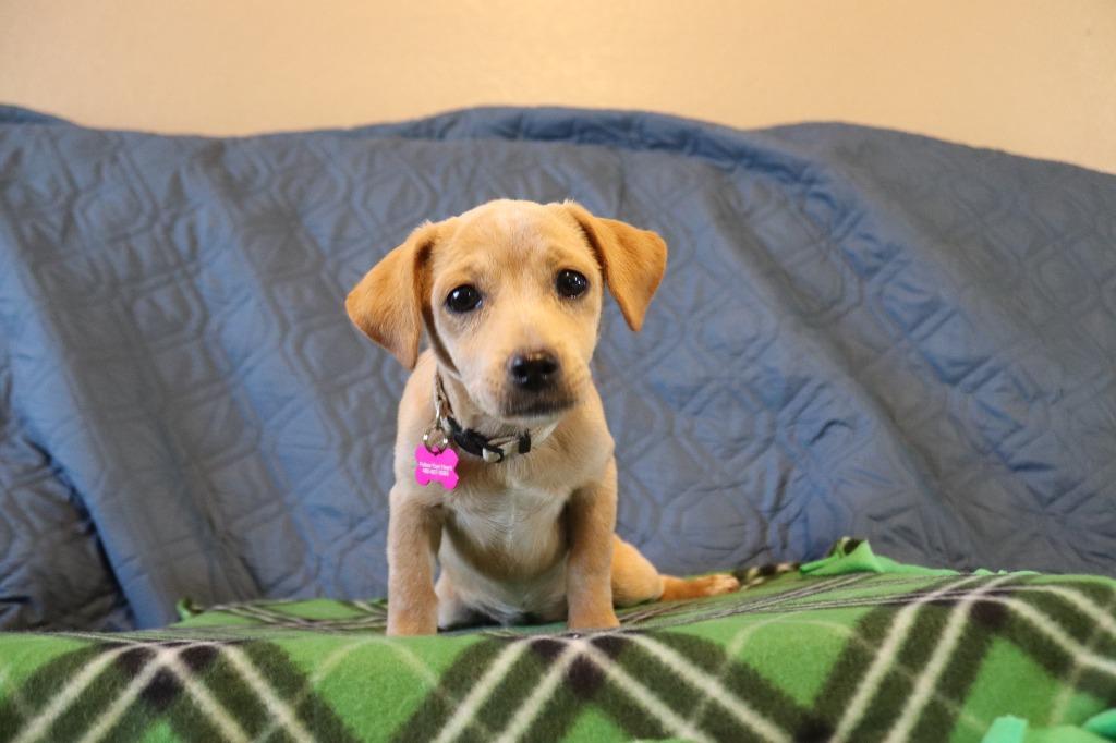Lacey, a Adoptable Mixed Breed in Mesa, AZ image 2/2