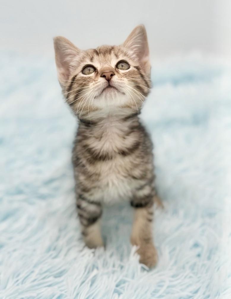 Enlarge Dally, a Adoptable Bengal in Covington, LA image 5/6
