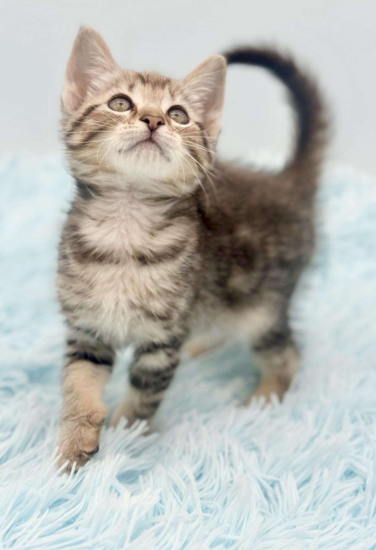 Enlarge Dally, a Adoptable Bengal in Covington, LA image 6/6