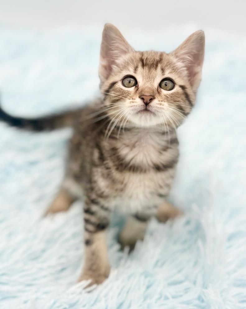 Enlarge Dally, a Adoptable Bengal in Covington, LA image 2/6