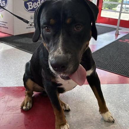 Enlarge Max, a Adoptable mixed breed in Stanhope, NJ image 4/4