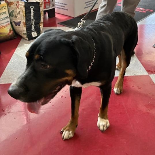 Enlarge Max, a Adoptable mixed breed in Stanhope, NJ image 2/4