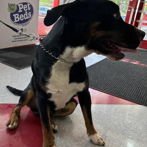 Enlarge Max, a Adoptable mixed breed in Stanhope, NJ image 3/4