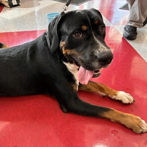 Enlarge Max, a Adoptable mixed breed in Stanhope, NJ image 1/4